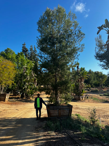 #1 Pinus halepensis, Aleppo pine 60", Fallbrook Tree 1 #0004.0002-1F