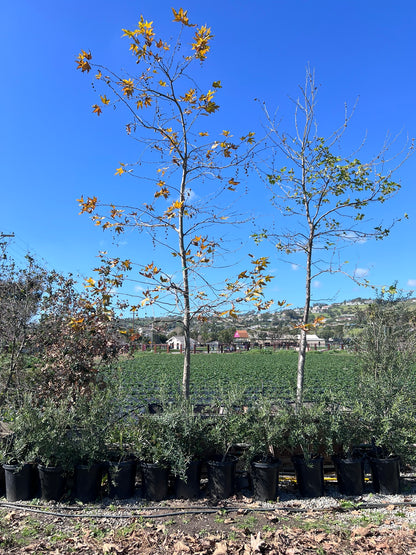 Sycamore,  Platanus racemosa