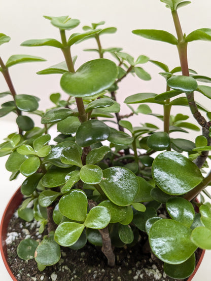 Succulent 'Elephant Bush'