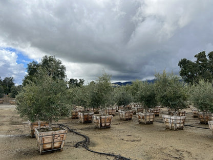 Swan Hill® Olive 36" Fruitless Olive Tree – Non-Fruiting, Waterwise Landscape Specimen