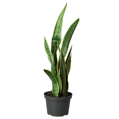 Snake Plant Laurentii
