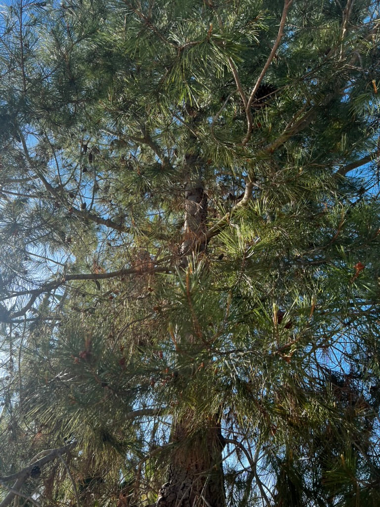 #1 Pinus halepensis, Aleppo pine 60", Fallbrook Tree 1 #0004.0002-1F
