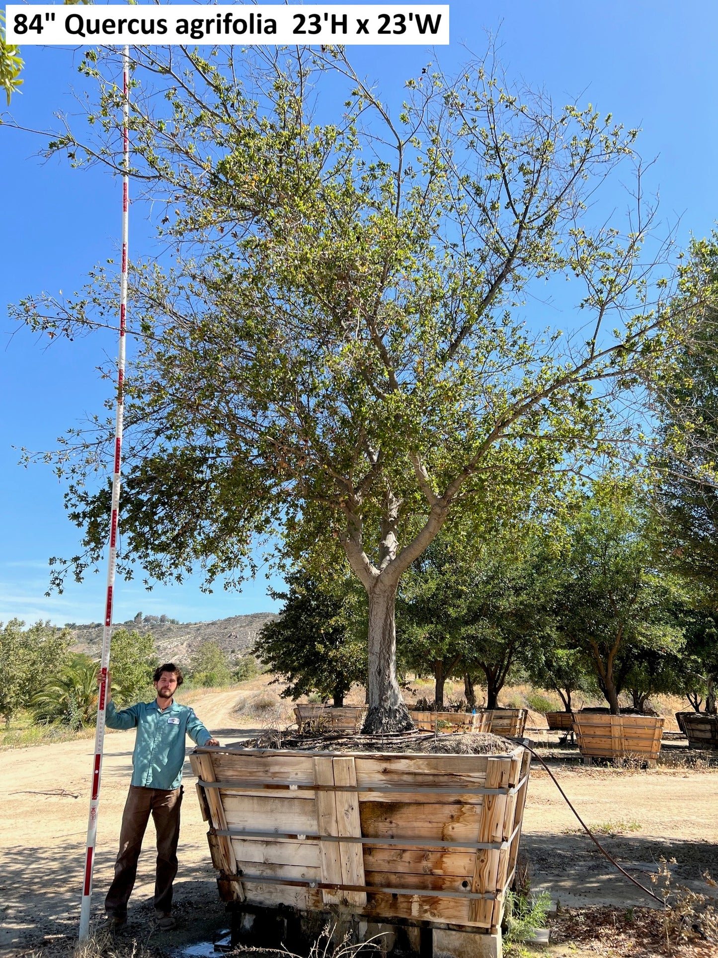 84" Quercus agrifolia — 23'H × 23'W #0004-1