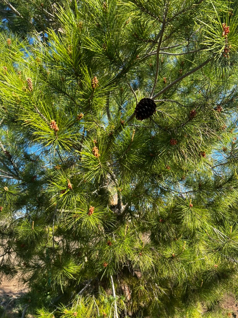 #2 Pinus halepensis, Aleppo pine 60", Fallbrook Tree 2 #0004.0002-2F