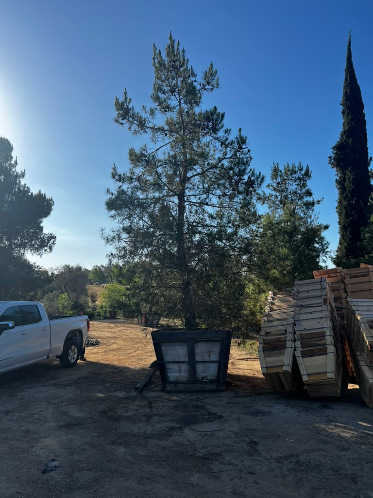 #1 Pinus eldarica 60", Fallbrook Tree 1 #0012