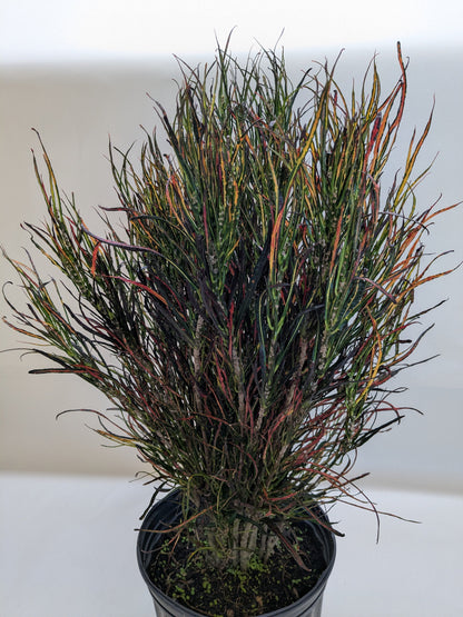 Croton 'Picasso'