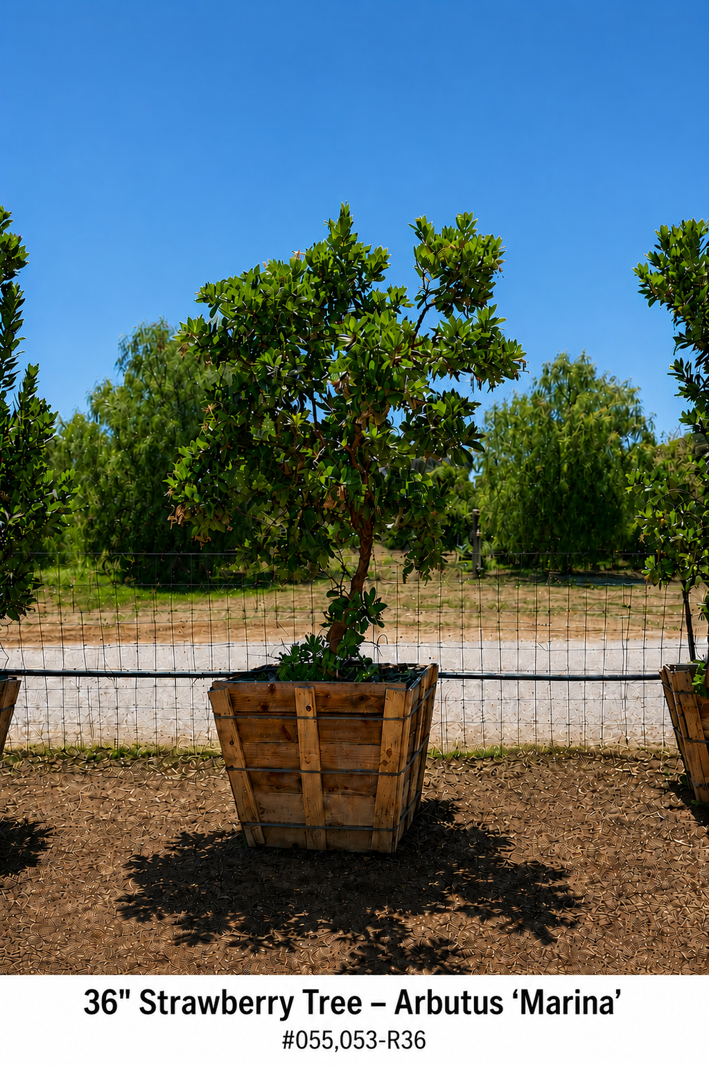 Strawberry Tree (Arbutus ‘Marina’)