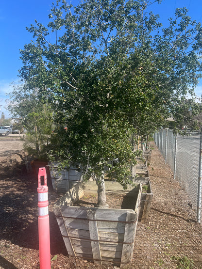 Coastal Live Oak (Quercus Agrifolia)