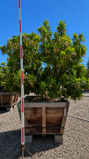 A large green shrub or small tree planted in a rectangular wooden crate planter on a gravel surface, photographed outdoors under a clear blue sky. A red-and-white measuring pole stands to the left for scale.