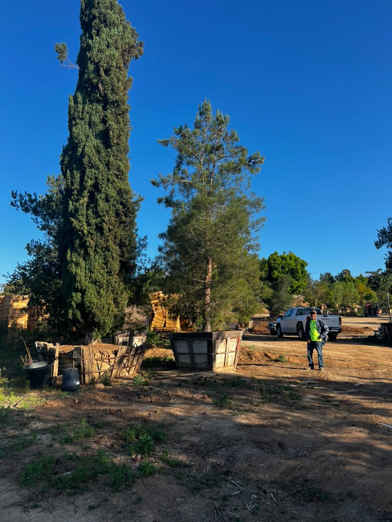#3 Pinus eldarica 60", Fallbrook Tree 3 #0012