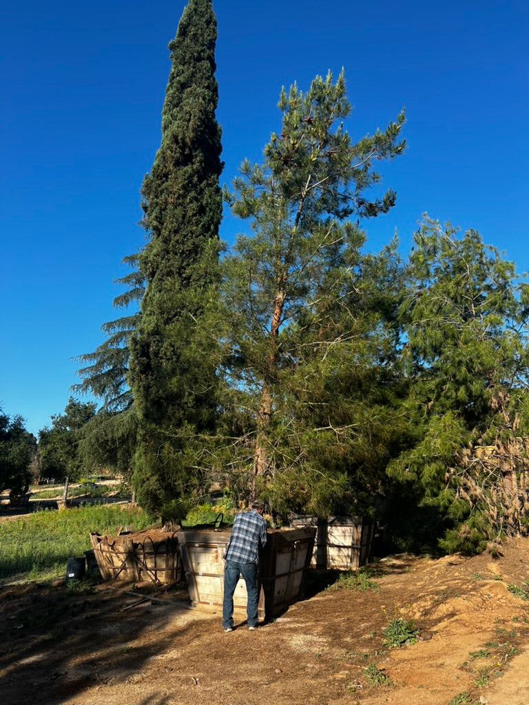 #3 Pinus eldarica 60", Fallbrook Tree 3 #0012
