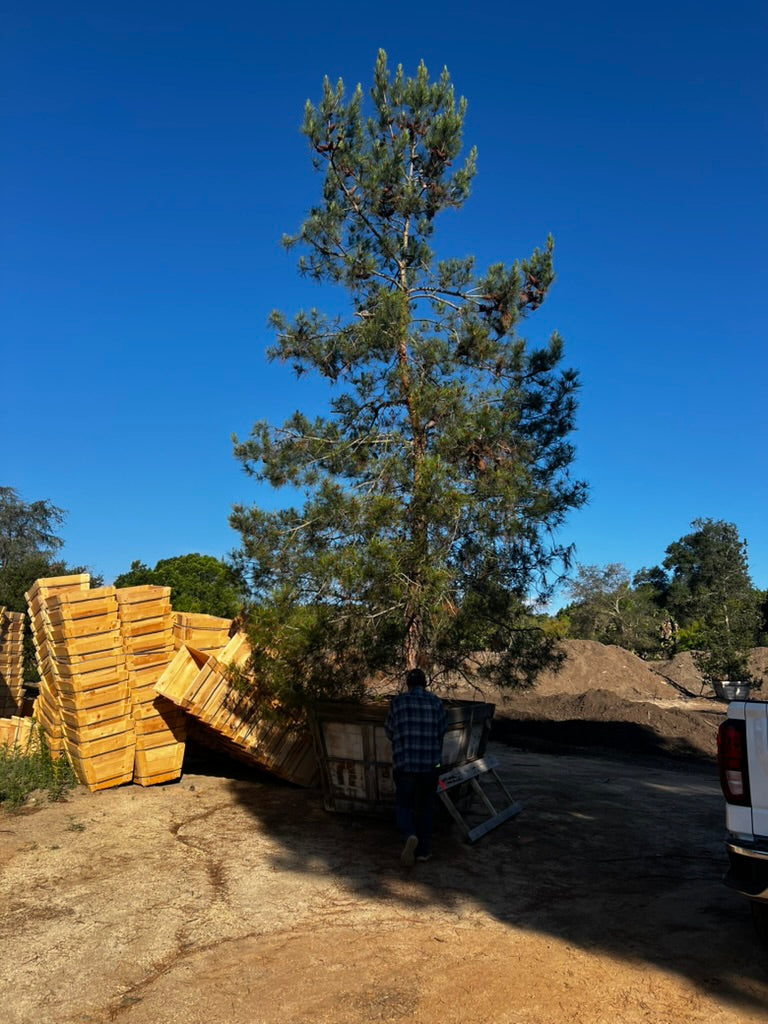 #1 Pinus eldarica 60", Fallbrook Tree 1 #0012