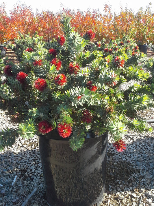 5g Callistemon little John