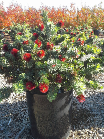 5g Callistemon little John