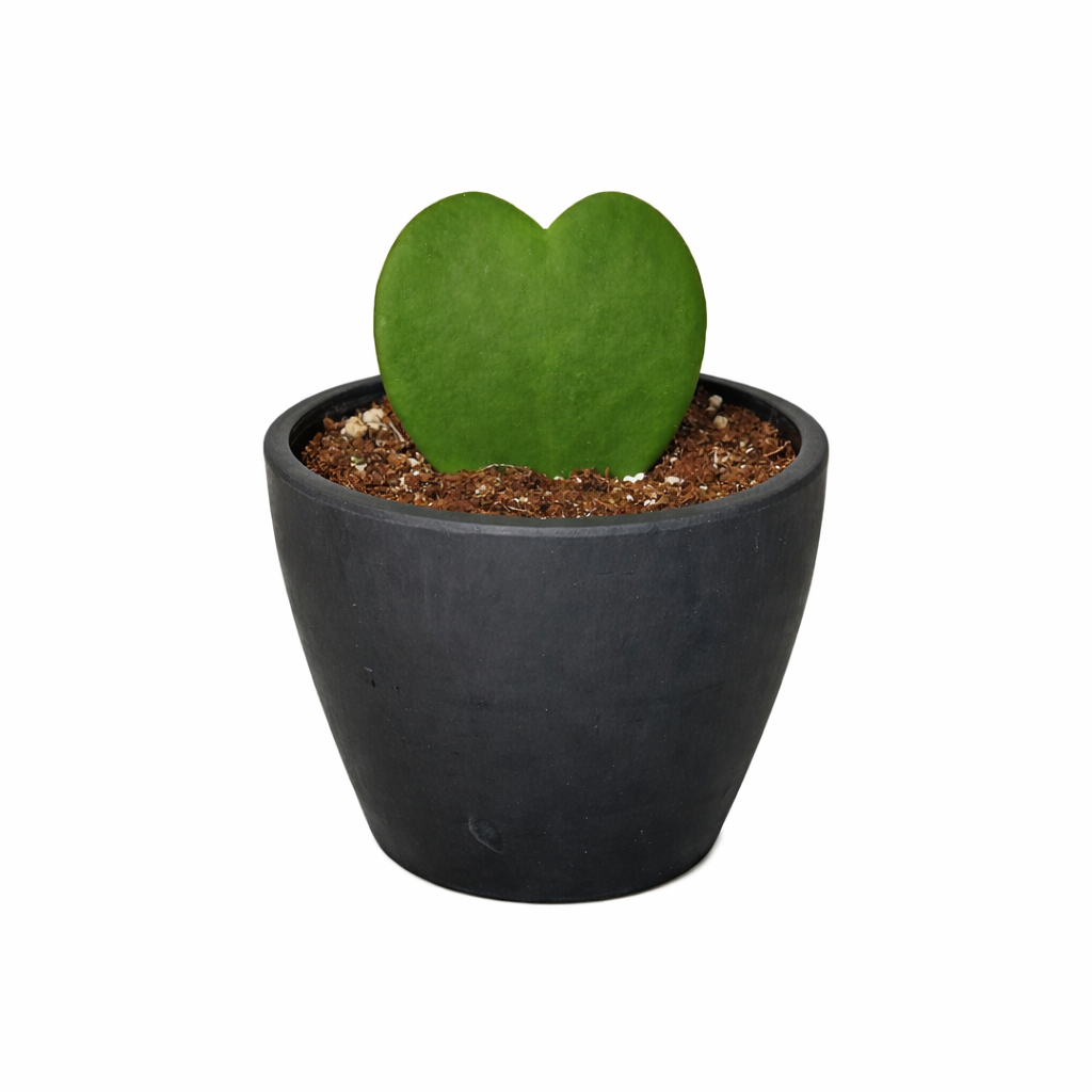 Hoya Sweetheart