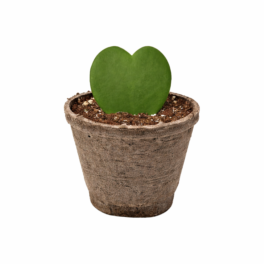 Hoya Sweetheart