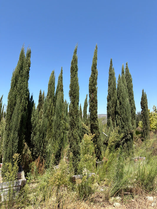 PACKAGE 10+,  Cupressus sempervirens 'Strict"