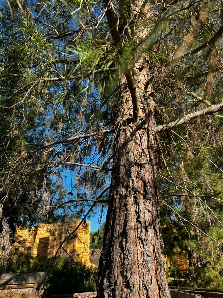 #3 Pinus eldarica 60", Fallbrook Tree 3 #0012