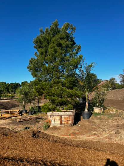 #2 Pinus halepensis, Aleppo pine 60", Fallbrook Tree 2 #0004.0002-2F
