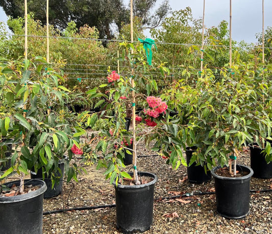 Eucalyptus ficifolia 15g