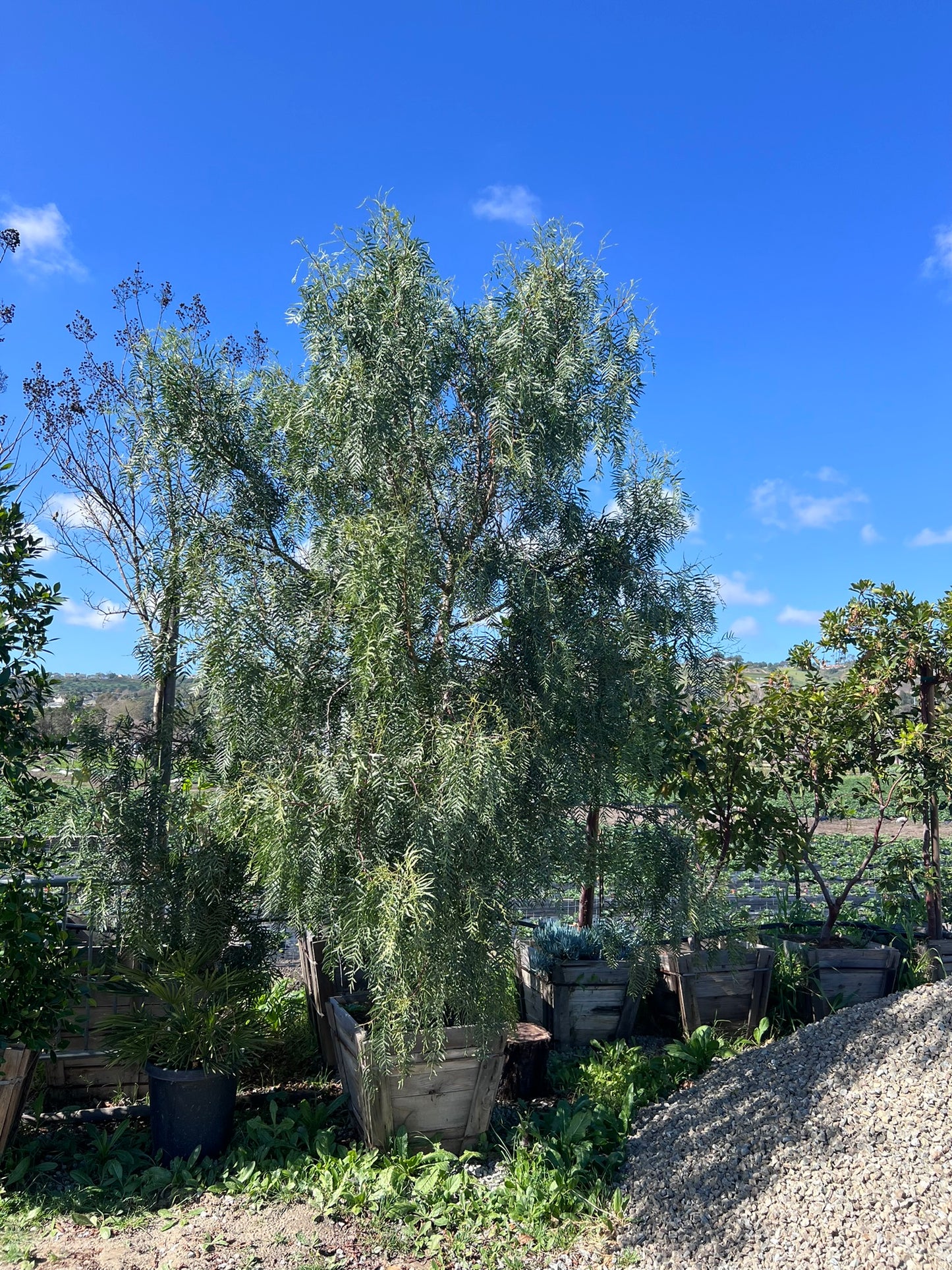 California Pepper Tree (Schinus Molle)