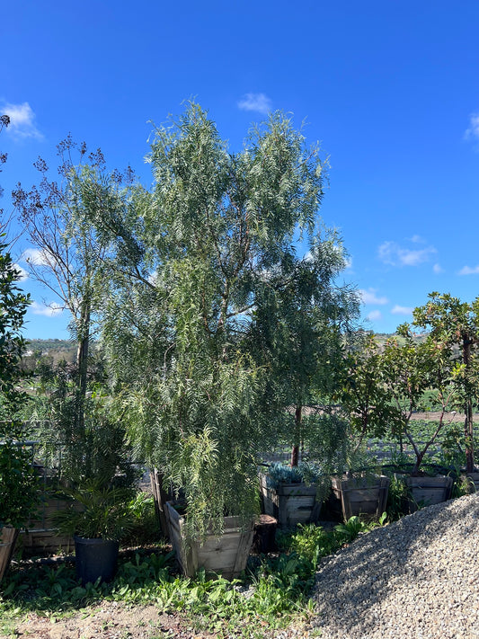 California Pepper Tree (Schinus Molle)