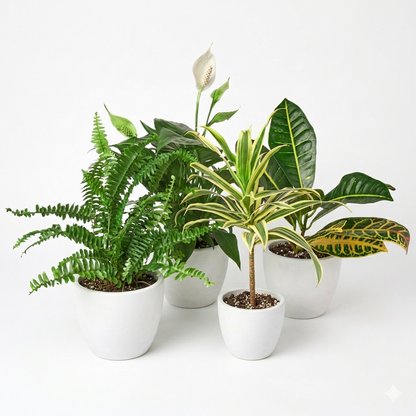Air Purifying Variety Bundle