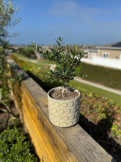 Olive You More — Specialty Gift