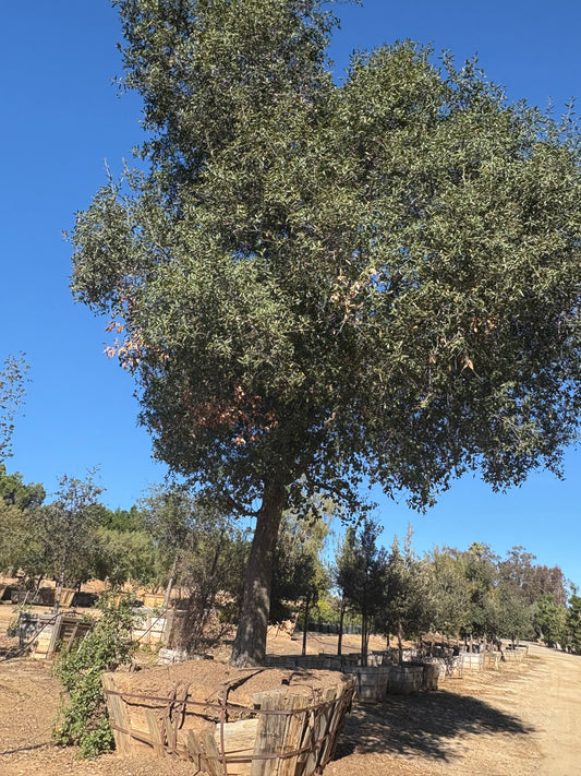 102" Quercus agrifolia, Standard — #R00081