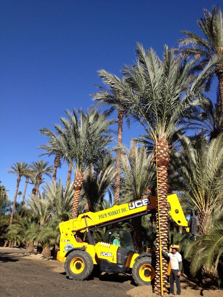 Phoenix dactylifera True Date Palm