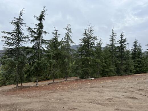 Deodar Cedar Tree (Cedrus Deodara)  72" -  84" Tree Box - Field Grown