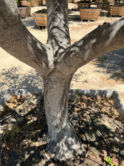 84" Quercus agrifolia — 23'H × 23'W #0004-1