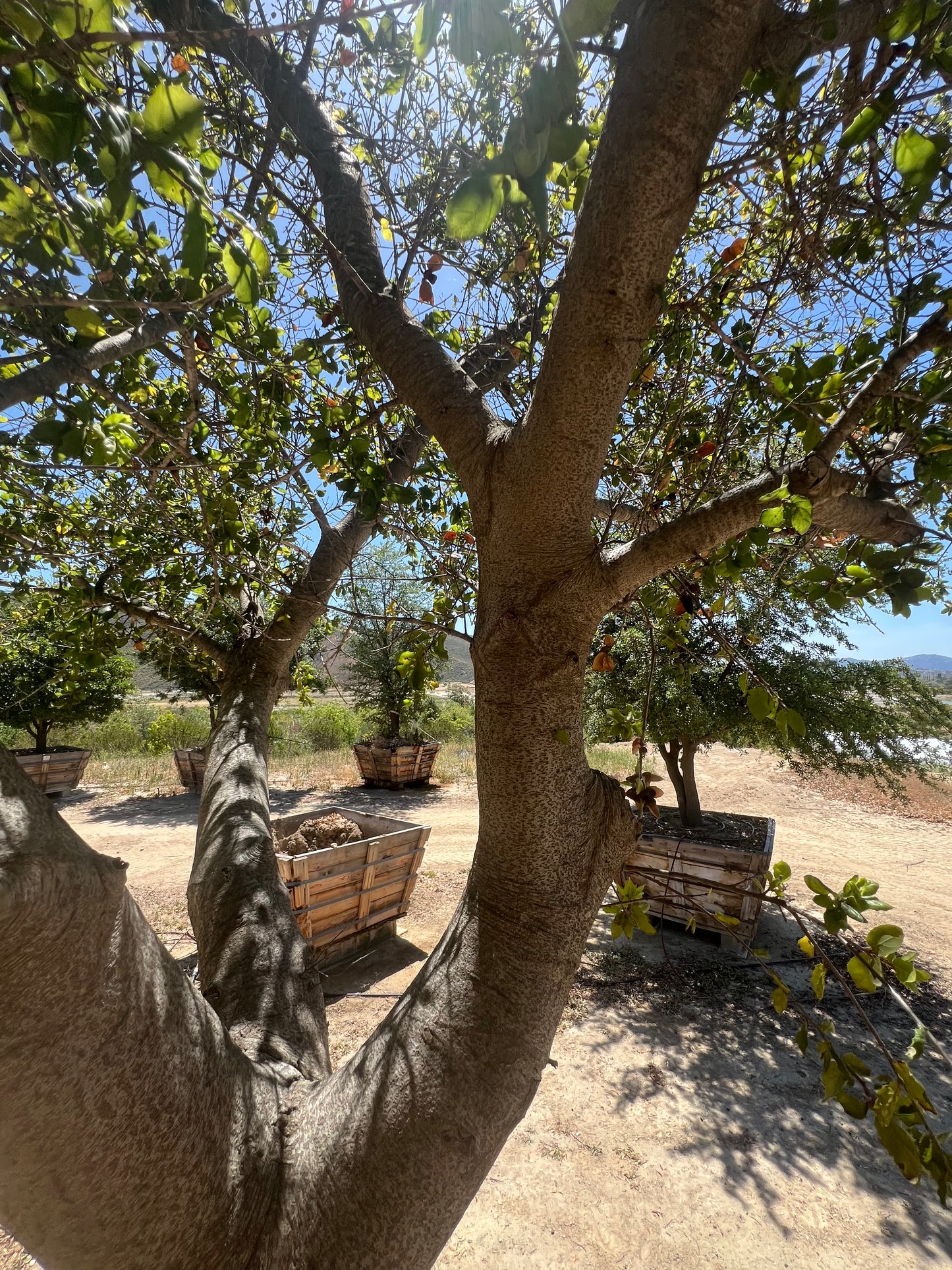 84" Quercus agrifolia — 23'H × 23'W #0004-1