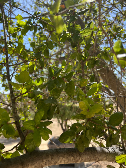 84" Quercus agrifolia — 23'H × 23'W #0004-1