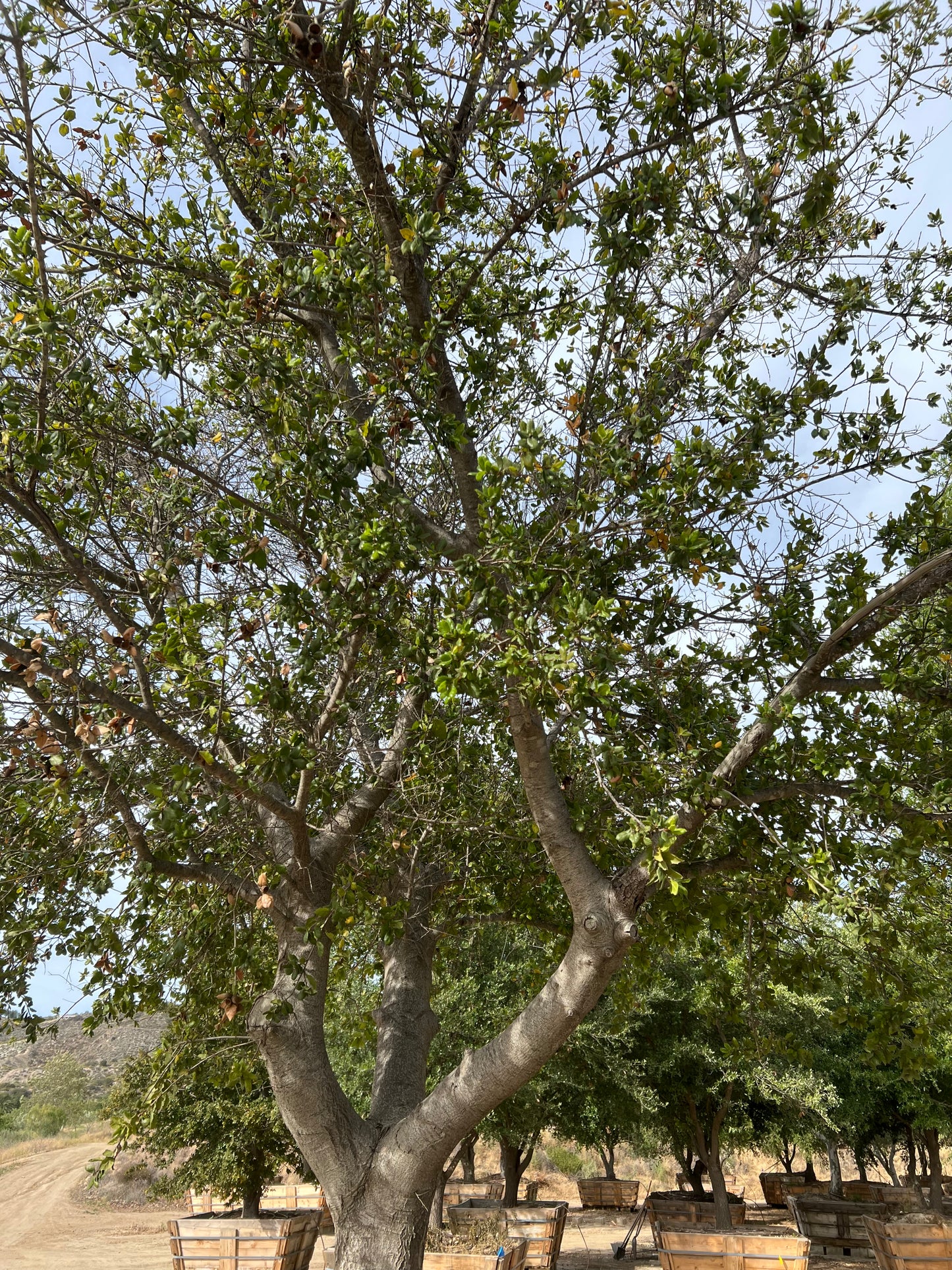 84" Quercus agrifolia — 23'H × 23'W #0004-1