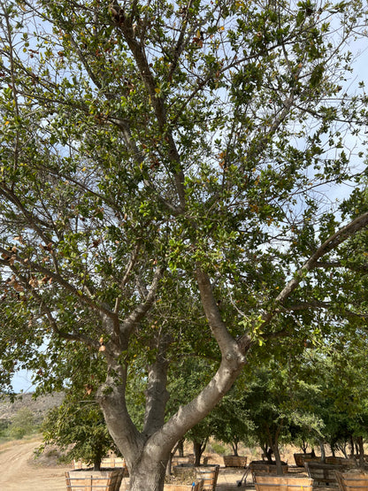 84" Quercus agrifolia — 23'H × 23'W #0004-1