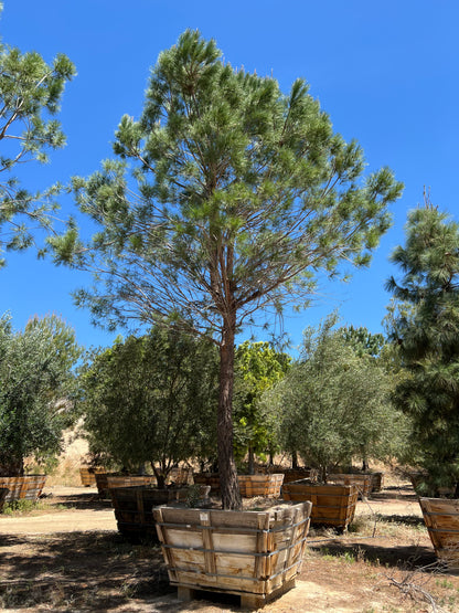 #1 Pinus pinea, stone pine 72" box 25'H x 15'W #0084.0052-1T