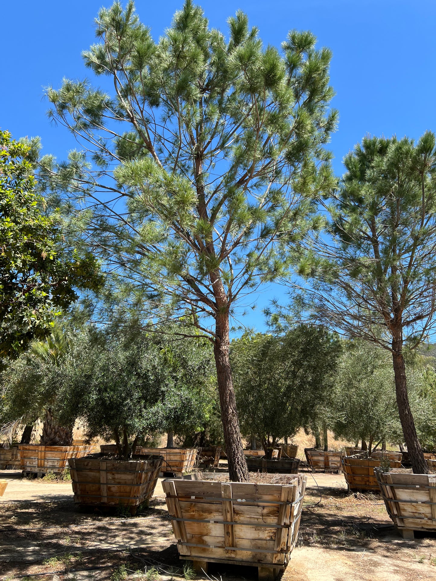 #2 Pinus pinea, stone pine 72" box, 24'H x 15'W  #0084.0053-2T