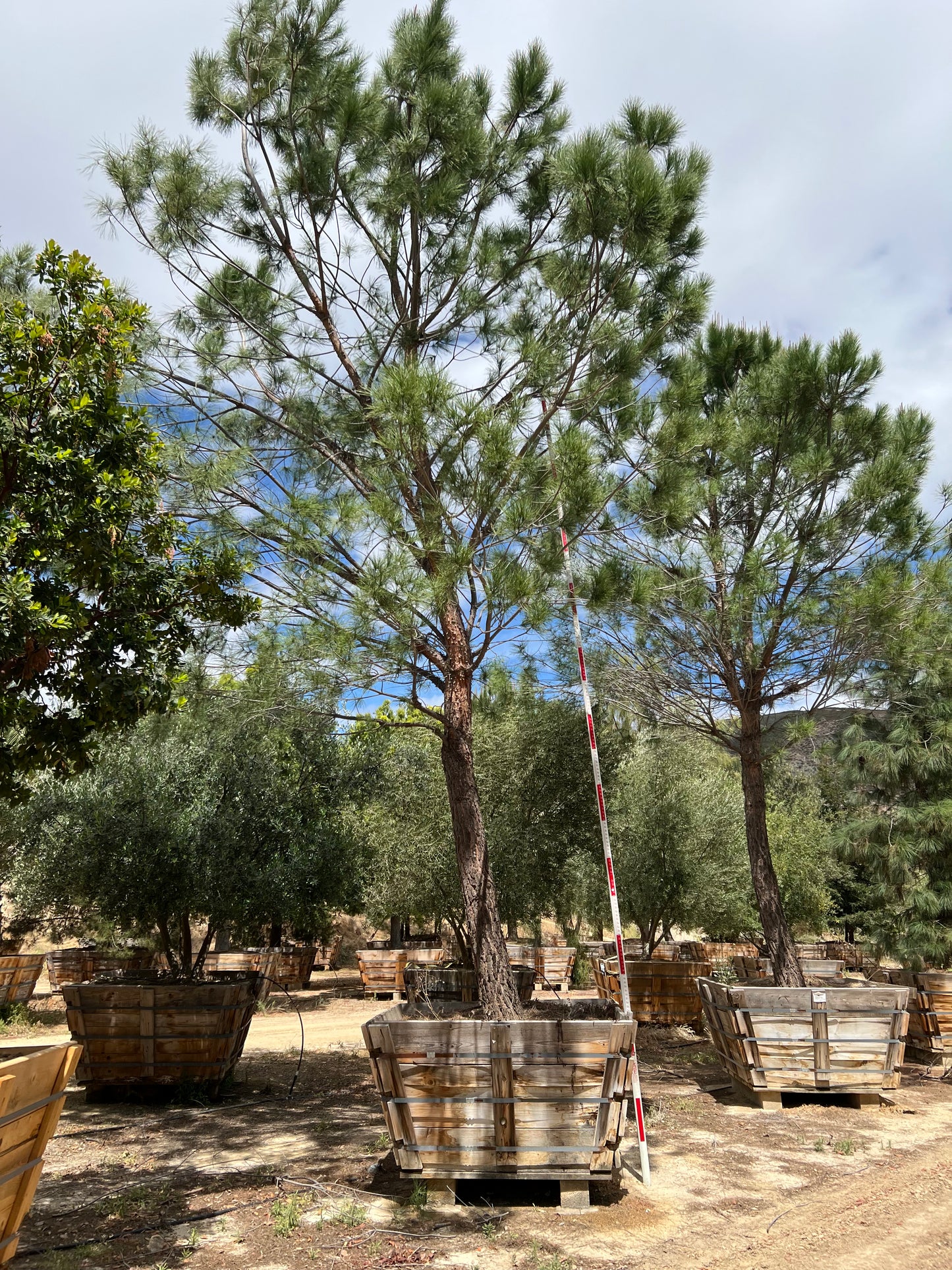 #2 Pinus pinea, stone pine 72" box, 24'H x 15'W  #0084.0053-2T