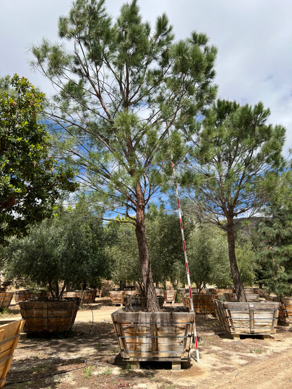 #2 Pinus pinea, stone pine 72" box, 24'H x 15'W  #0084.0053-2T