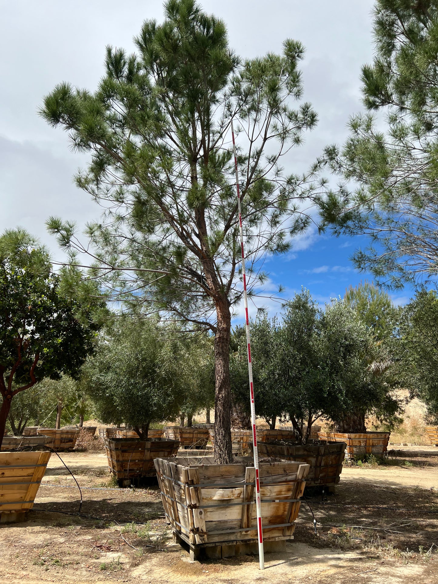 #2 Pinus pinea, stone pine 72" box, 24'H x 15'W  #0084.0053-2T