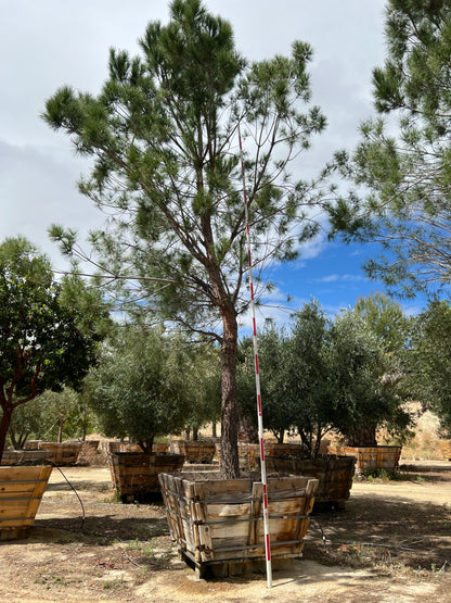 #2 Pinus pinea, stone pine 72" box, 24'H x 15'W  #0084.0053-2T
