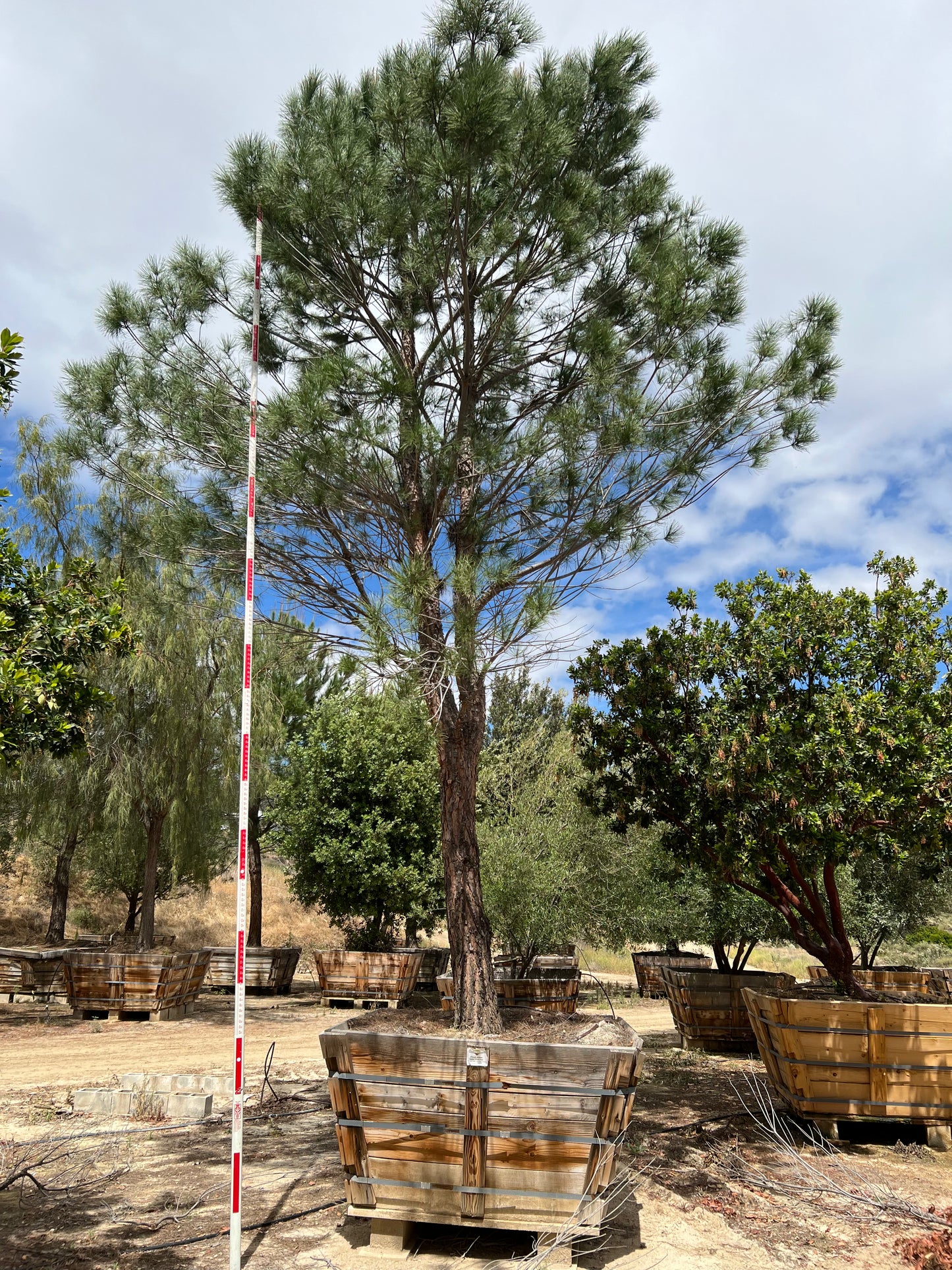 #3 Pinus pinea, stone pine 72" box 24'H x 15'W #0084.0053-3T