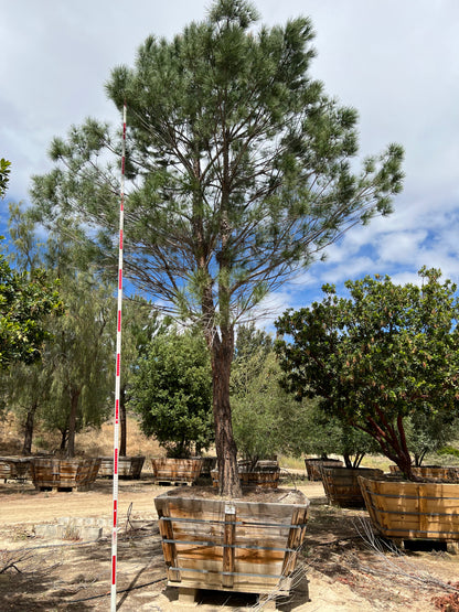 #3 Pinus pinea, stone pine 72" box 24'H x 15'W #0084.0053-3T