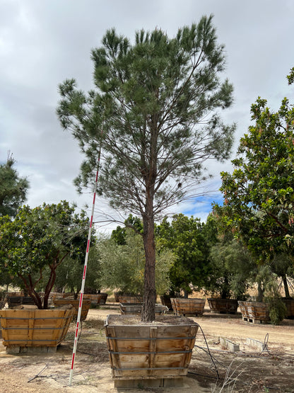 #3 Pinus pinea, stone pine 72" box 24'H x 15'W #0084.0053-3T