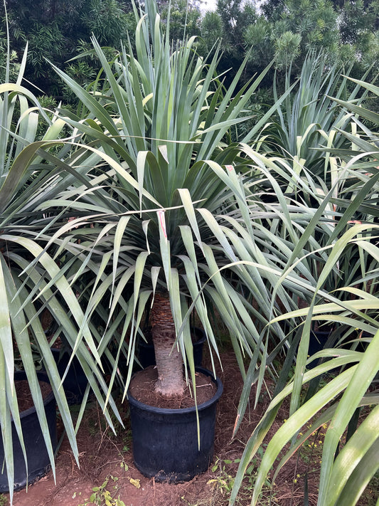 Dracaena draco, dragon tree
