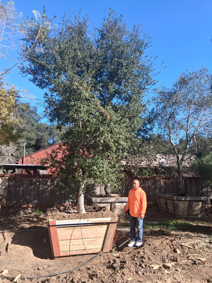 #1D Quercus agrifolia 72" spec- 60" Box 21x14"