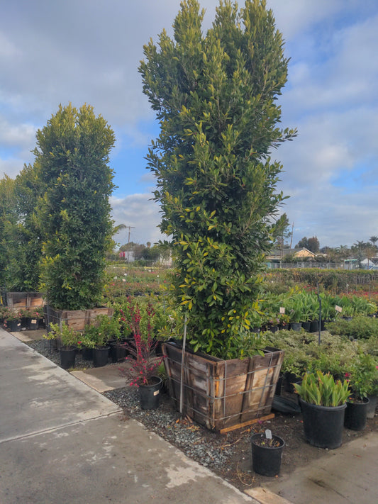 36" Ficus 'Nitida' COLUMN, 15' x 4'