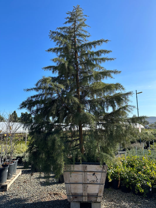 Deodar Cedar 36”