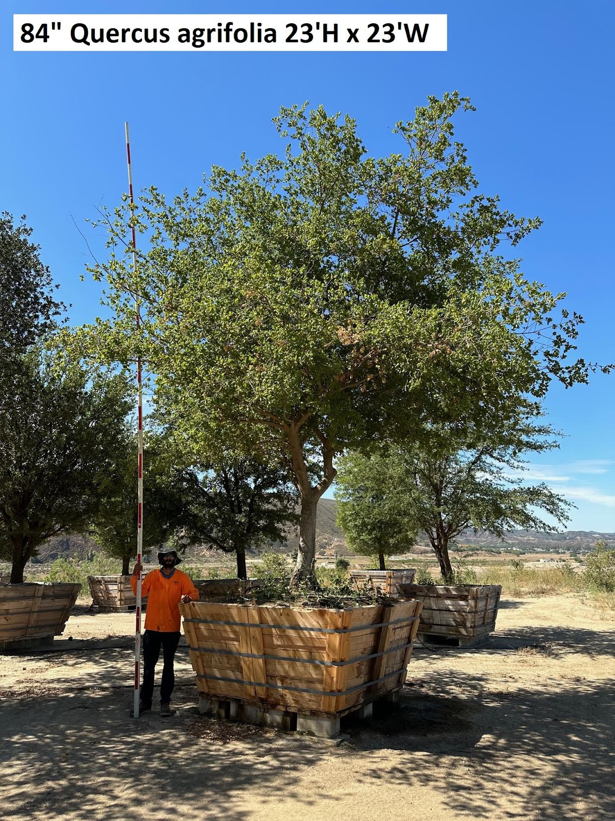 84" Quercus agrifolia — 23'H × 23'W #0004-1
